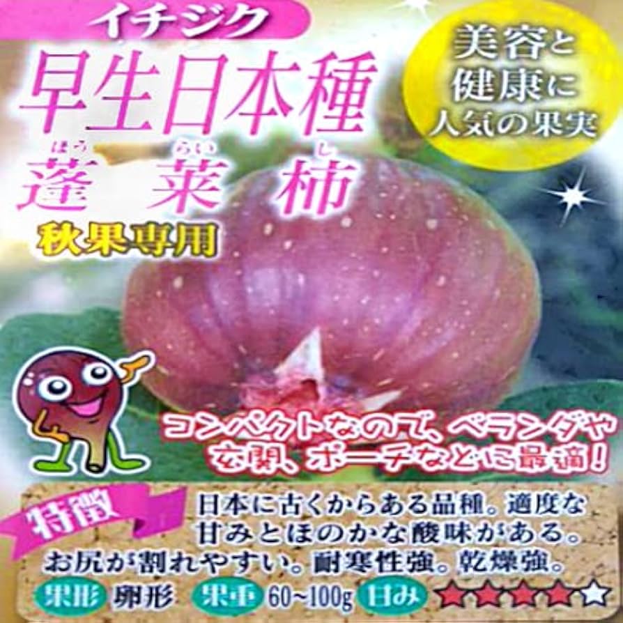 イチジク日本種とコールド フアィガー２種セット、鉢ごと発送 イチジク日本種とコールド フアィガー2種セット、鉢ごと発送